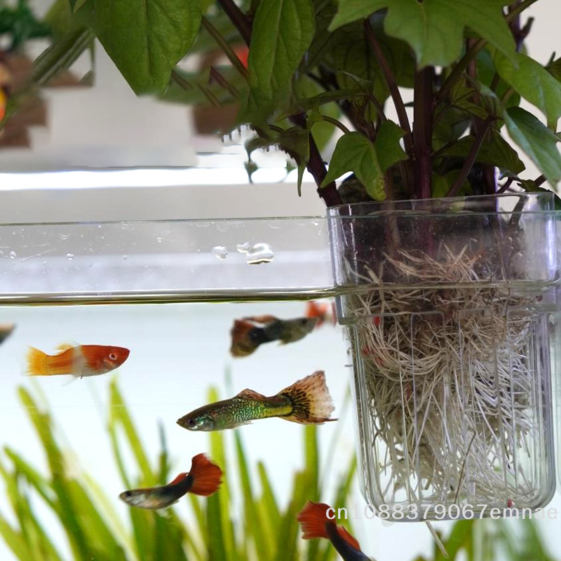 Wall-Mounted Transparent Hydro - Aquarium Planted Setup 리뷰 및 가격