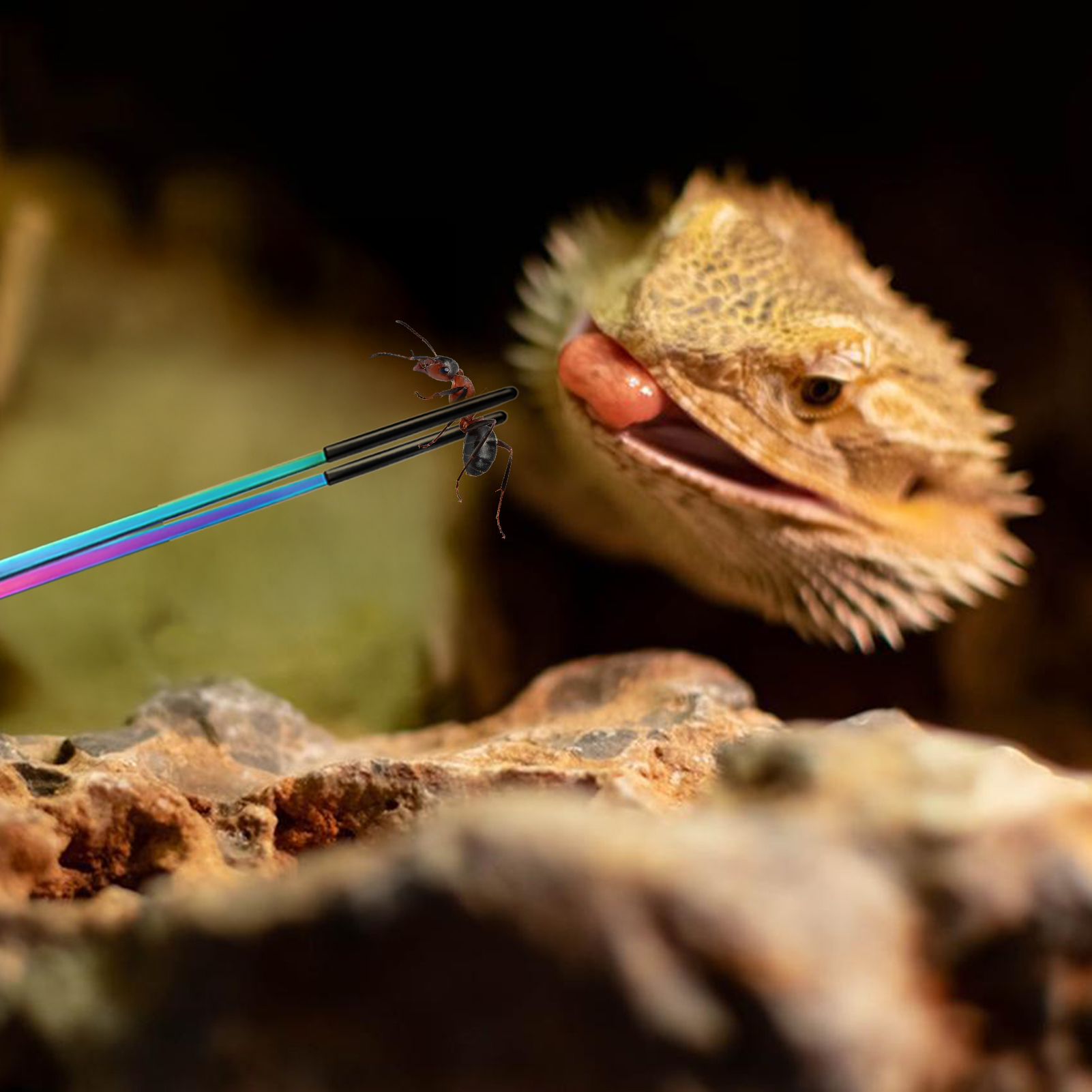 Reptile Feeding Tweezers Pet F - Planted Aquarium Tips 리뷰 및 가격