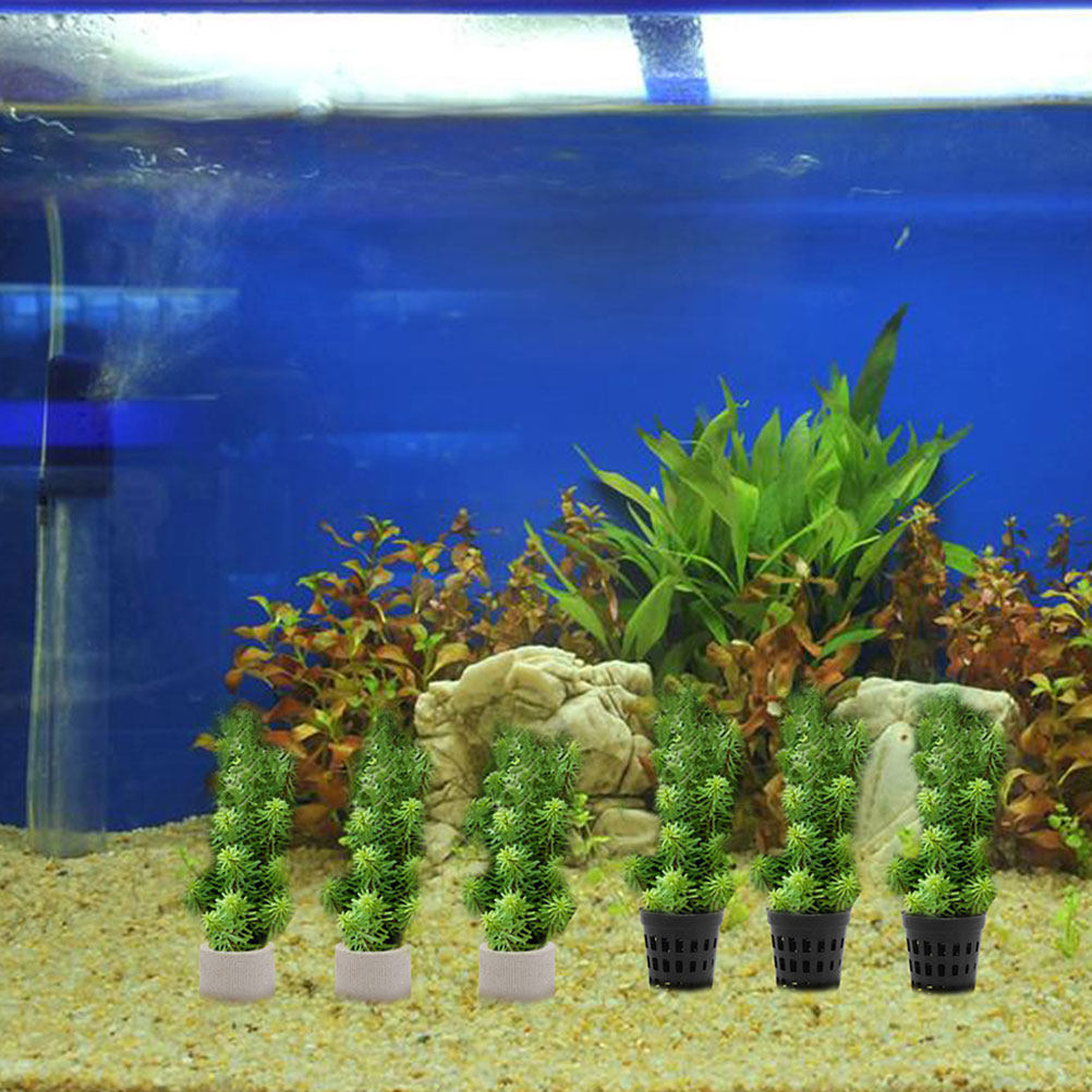 1Set Aquarium Water Plant Fixi - Aquarium Planted Setup 리뷰 및 가격