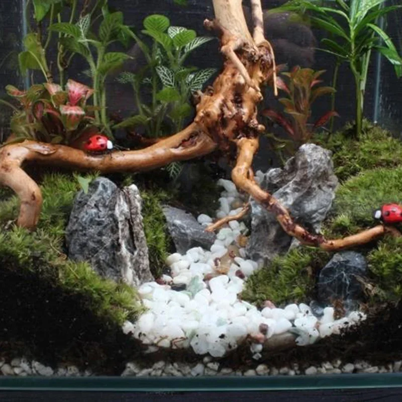 Natural Tree Trunk Driftwood A - Aquarium Planted Soil 리뷰 및 가격