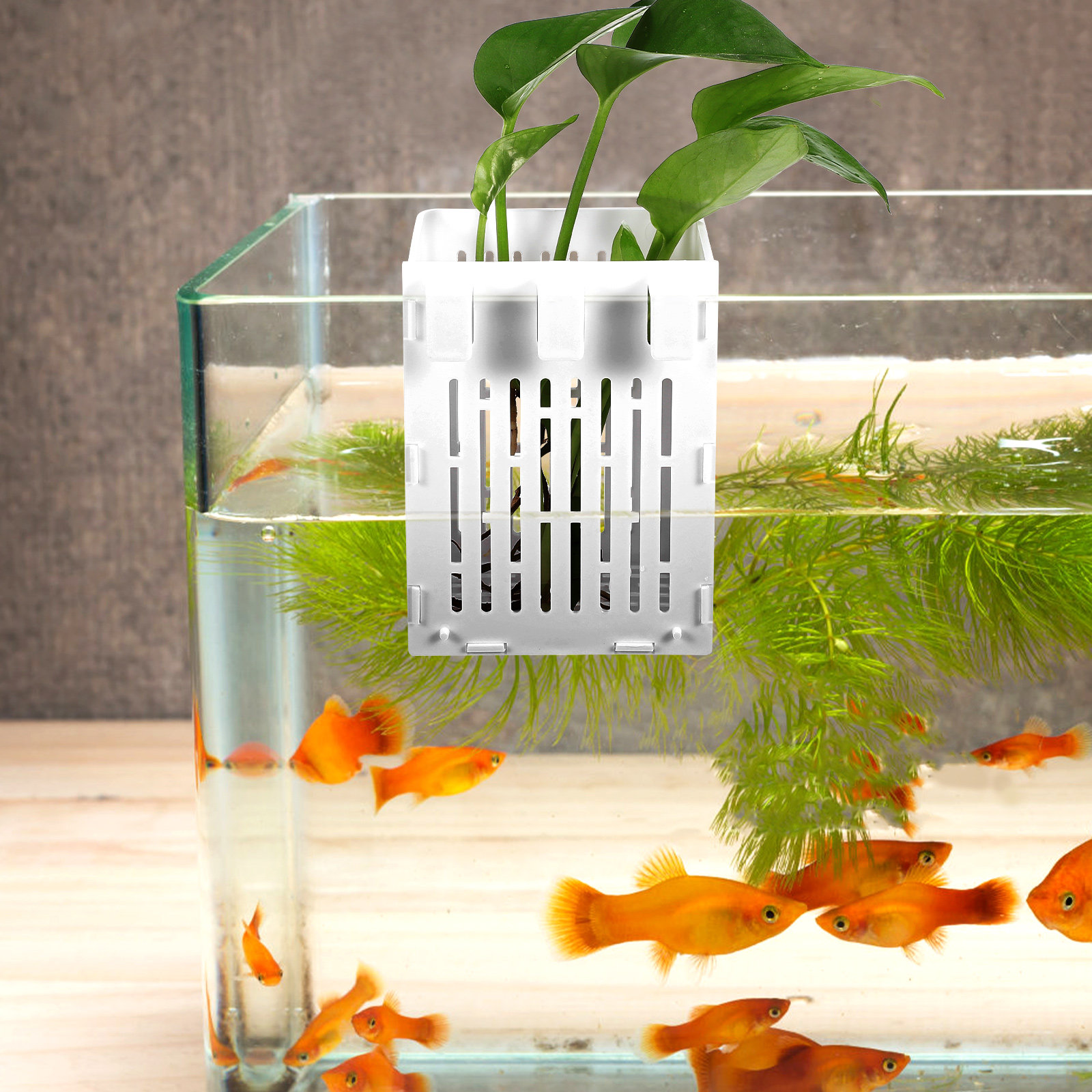 2Pcs Aquatic Plant Holder Hang - Aquarium Planted Setup 리뷰 및 가격