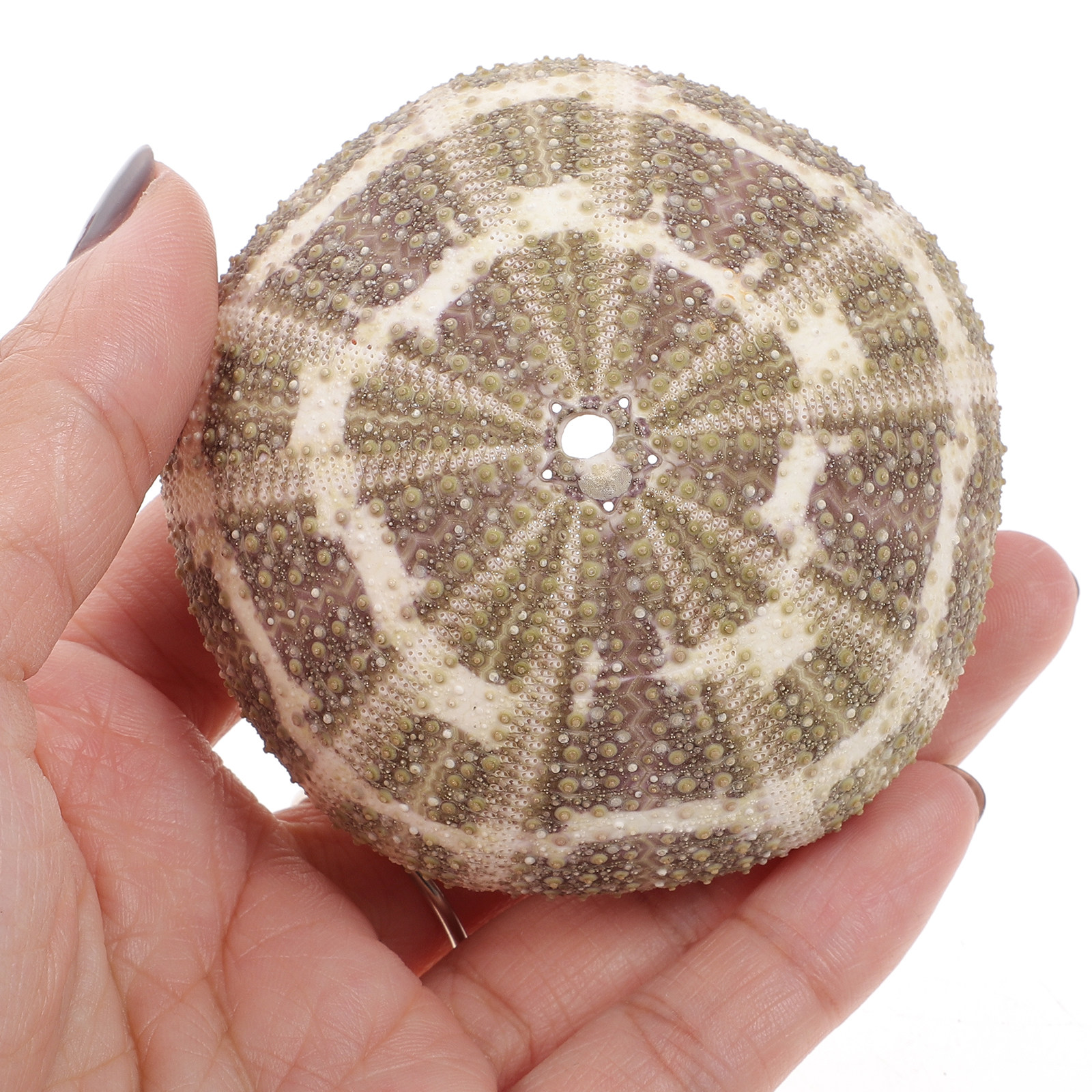 6Pcs Urchin Shell Ornament Air - Aquarium Planted Setup 리뷰 및 가격
