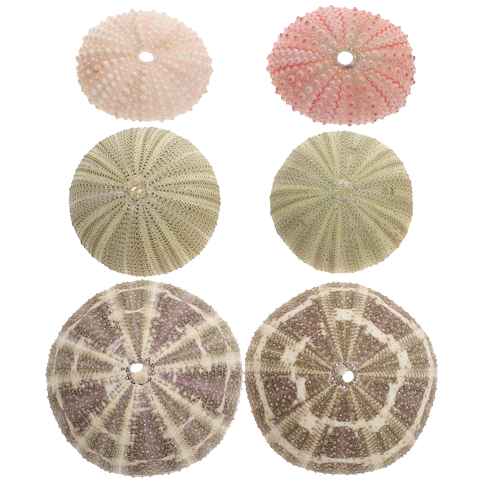 6Pcs Urchin Shell Ornament Air - Aquarium Planted Setup 리뷰 및 가격