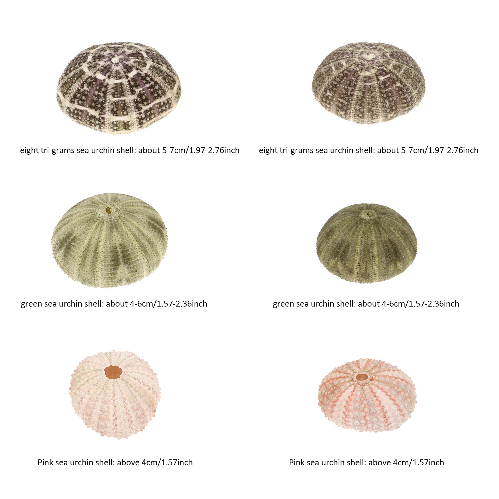 6Pcs Urchin Shell Ornament Air - Aquarium Planted Setup 리뷰 및 가격