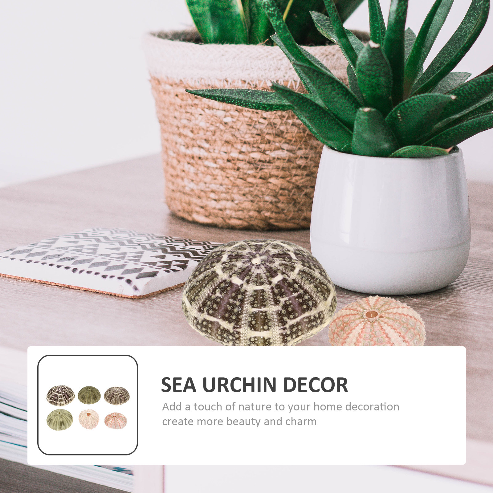 6Pcs Urchin Shell Ornament Air - Aquarium Planted Setup 리뷰 및 가격