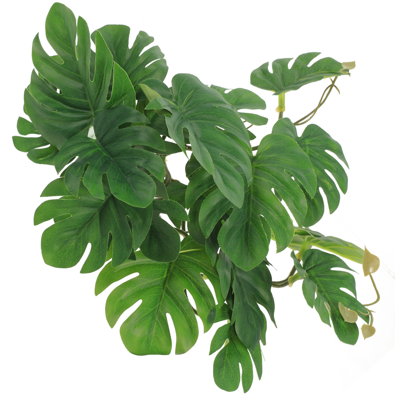 Safe Non Toxic Reptile Plants  - Non Planted Aquarium Fish 리뷰 및 가격