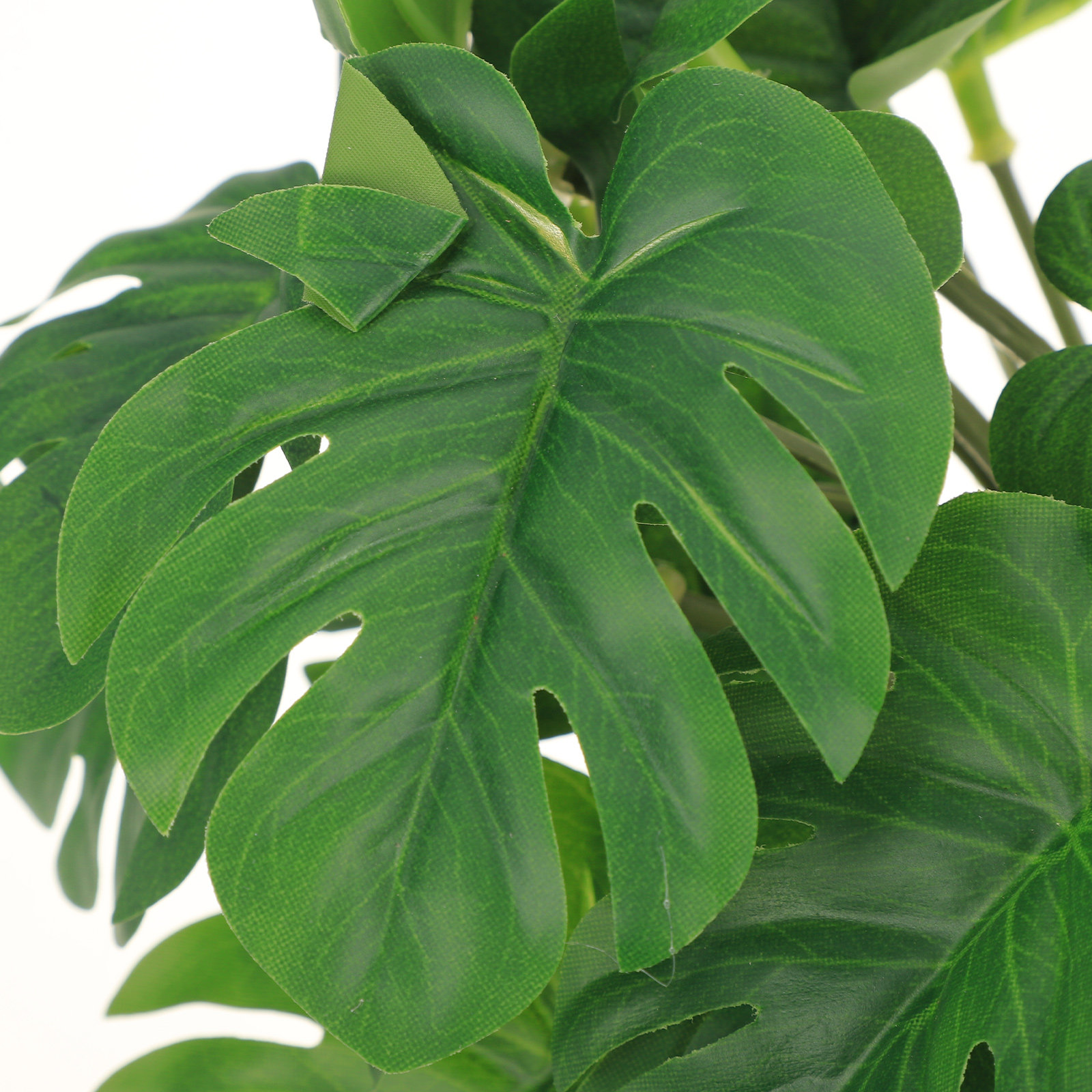 Safe Non Toxic Reptile Plants  - Non Planted Aquarium Fish 리뷰 및 가격