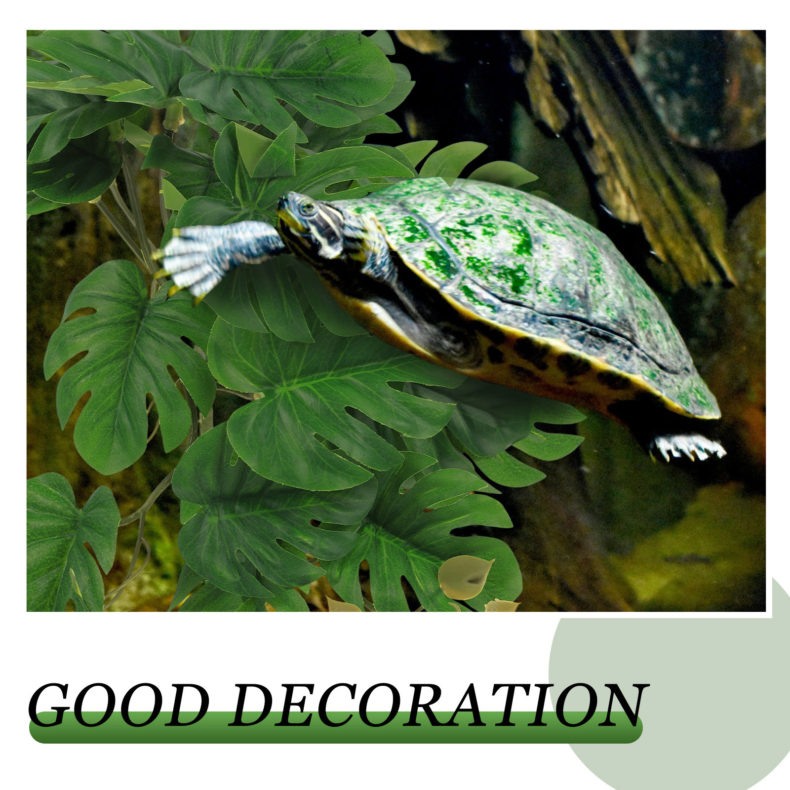 Safe Non Toxic Reptile Plants  - Non Planted Aquarium Fish 리뷰 및 가격