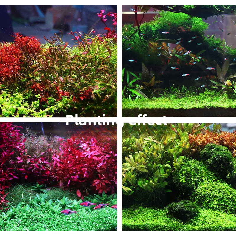 SYSENCIAGA Planted Aquarium Su - Aquarium Planted Soil 리뷰 및 가격
