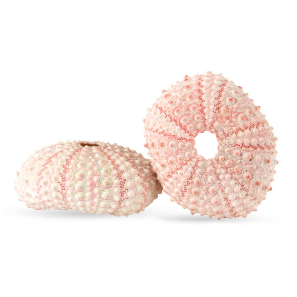 5cm-6cm Sea Shell Conch Orname - Planted Aquarium Air Stone 리뷰 및 가격