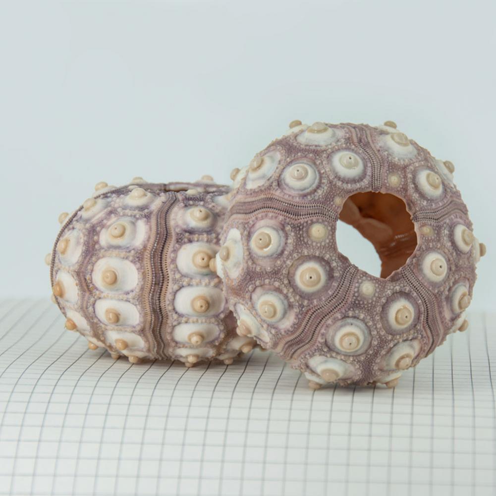 5cm-6cm Sea Shell Conch Orname - Planted Aquarium Air Stone 리뷰 및 가격