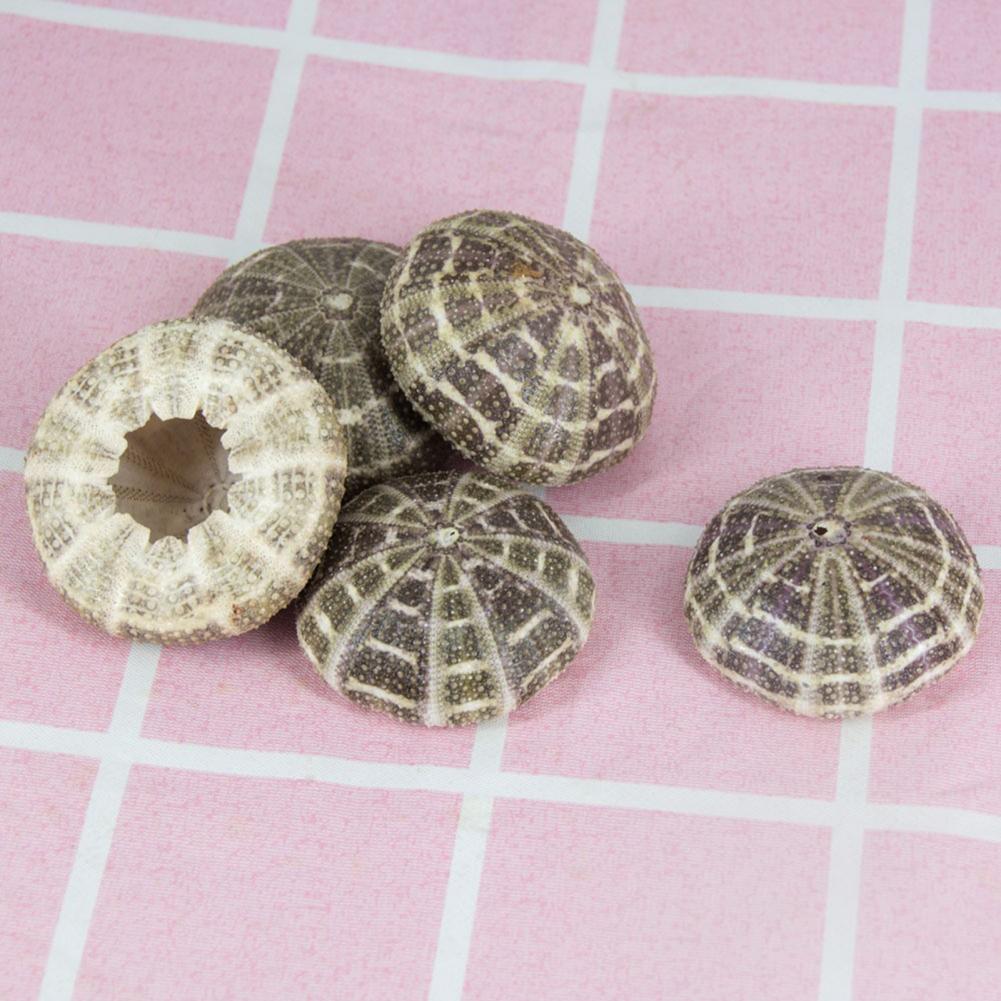 5cm-6cm Sea Shell Conch Orname - Planted Aquarium Air Stone 리뷰 및 가격