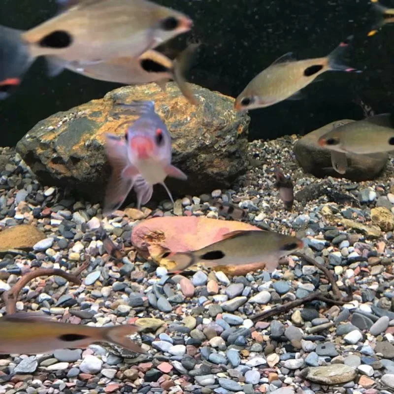 Natural Stream Sand Home Decor - Aquarium Sand White 리뷰 및 가격