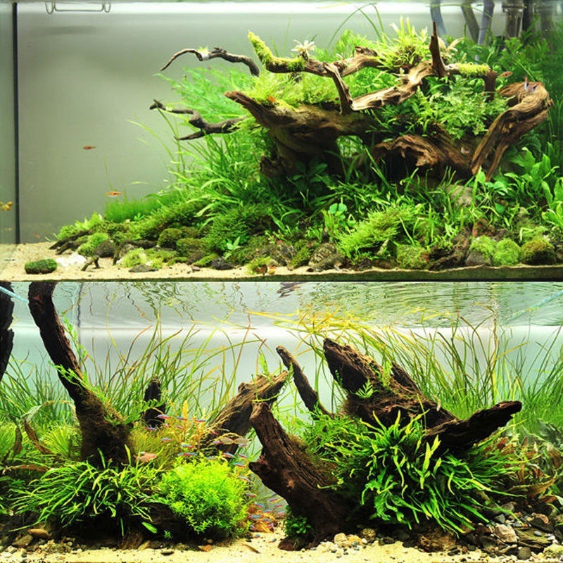 Natural Driftwood Aquarium Mos - Aquarium Planted Soil 리뷰 및 가격