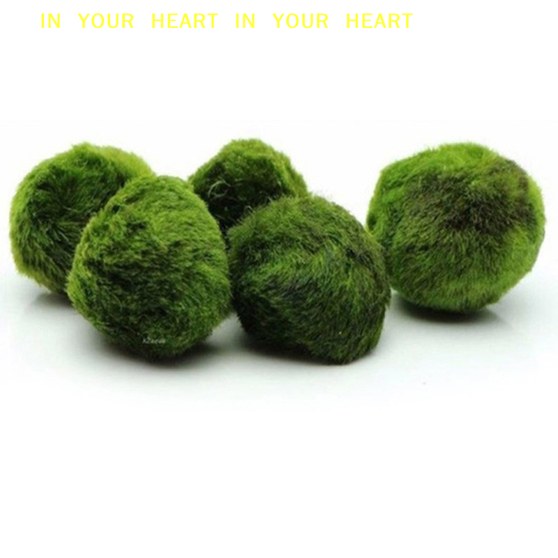 【X】3-4cm Marimo Moss Balls Liv - Aquarium Planted Tank Substrate 리뷰 및 가격