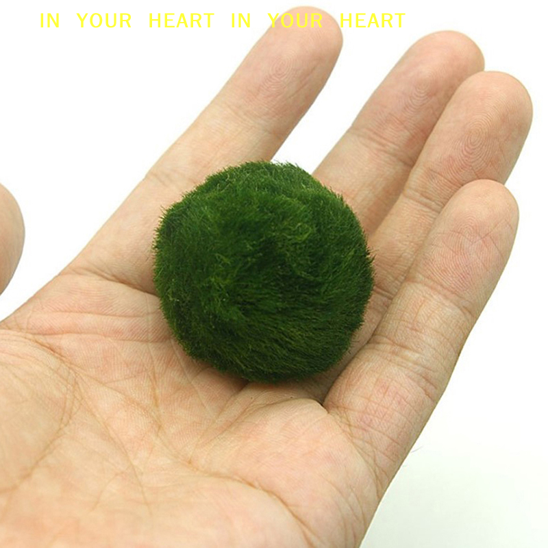 【X】3-4cm Marimo Moss Balls Liv - Aquarium Planted Tank Substrate 리뷰 및 가격