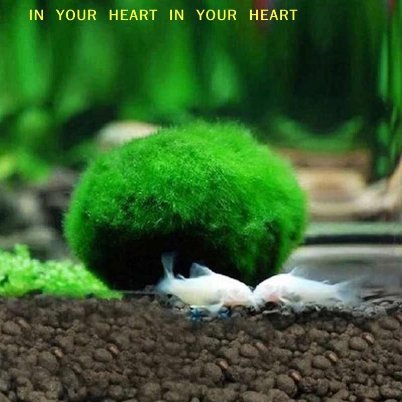 【X】3-4cm Marimo Moss Balls Liv - Aquarium Planted Tank Substrate 리뷰 및 가격