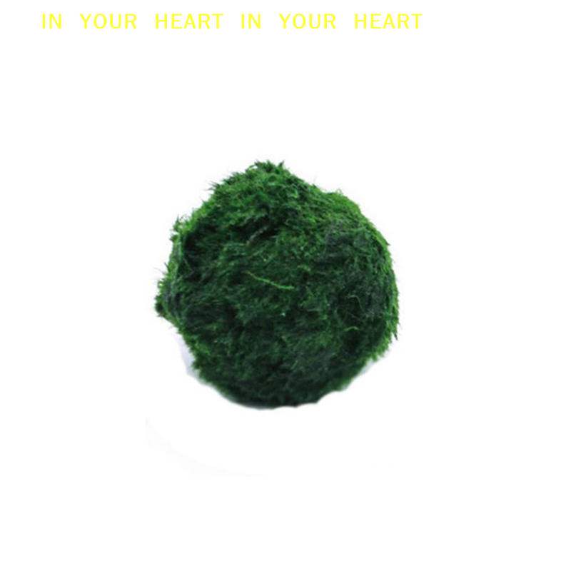 【X】3-4cm Marimo Moss Balls Liv - Aquarium Planted Tank Substrate 리뷰 및 가격