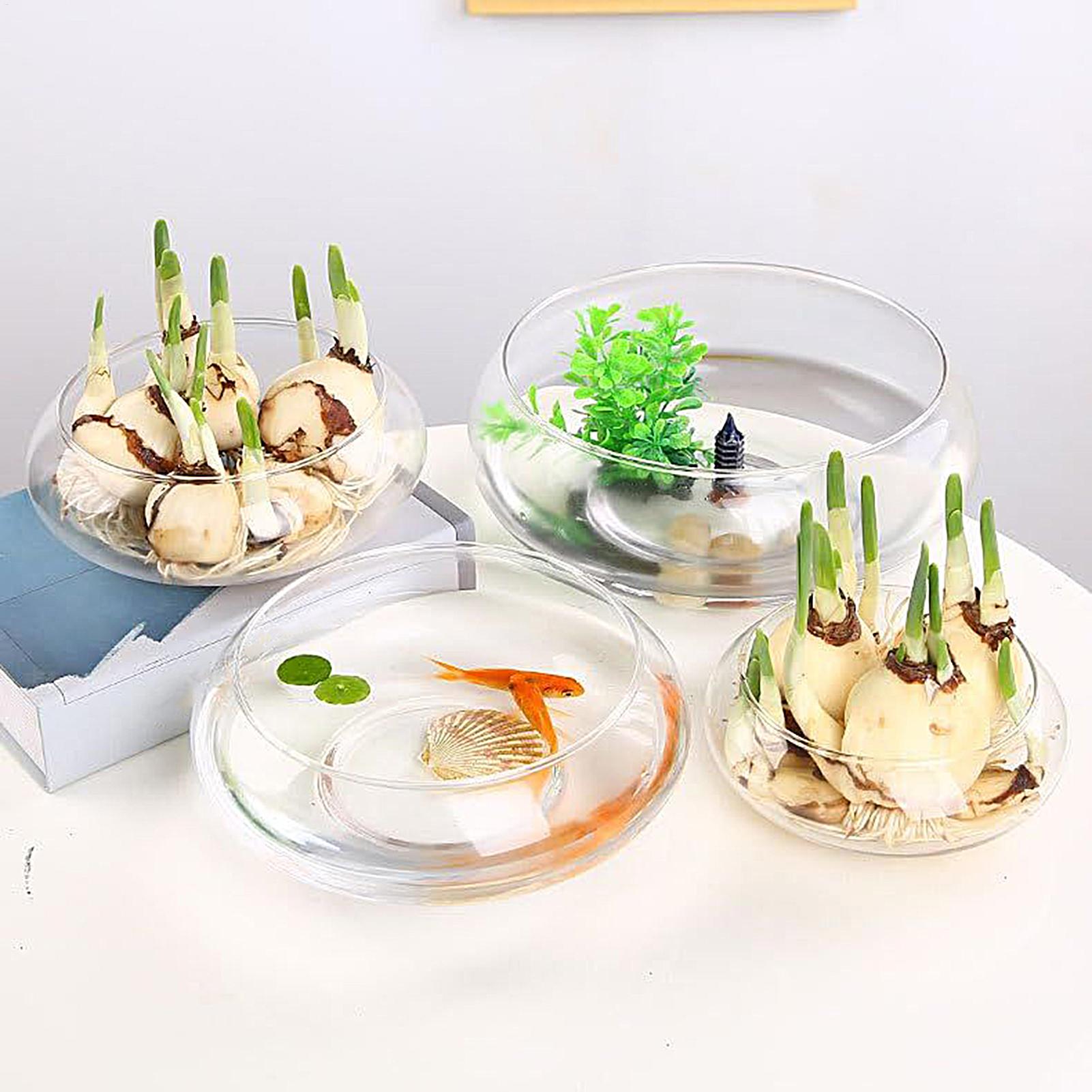 Fish Glass Bowl Glass Large Hy - Planted Aquarium With Fish 리뷰 및 가격