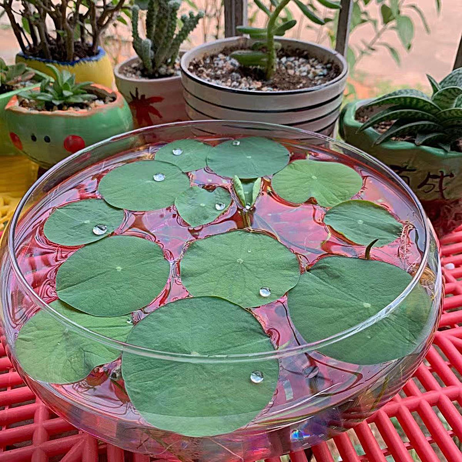 Fish Glass Bowl Glass Large Hy - Planted Aquarium With Fish 리뷰 및 가격