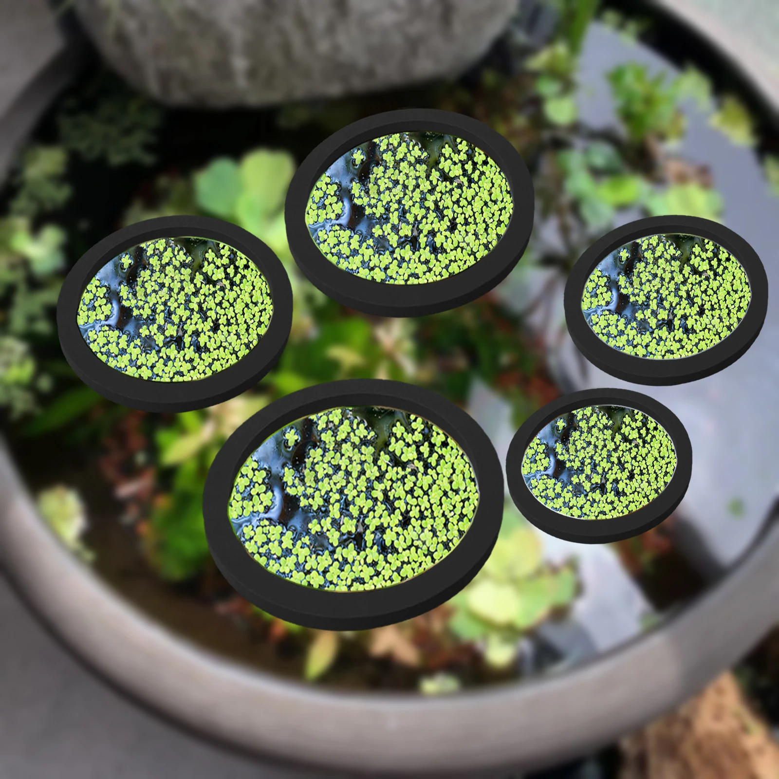 5Pcs EVA Fish Feeding Ring Aqu - Planted Aquarium With Fish 리뷰 및 가격