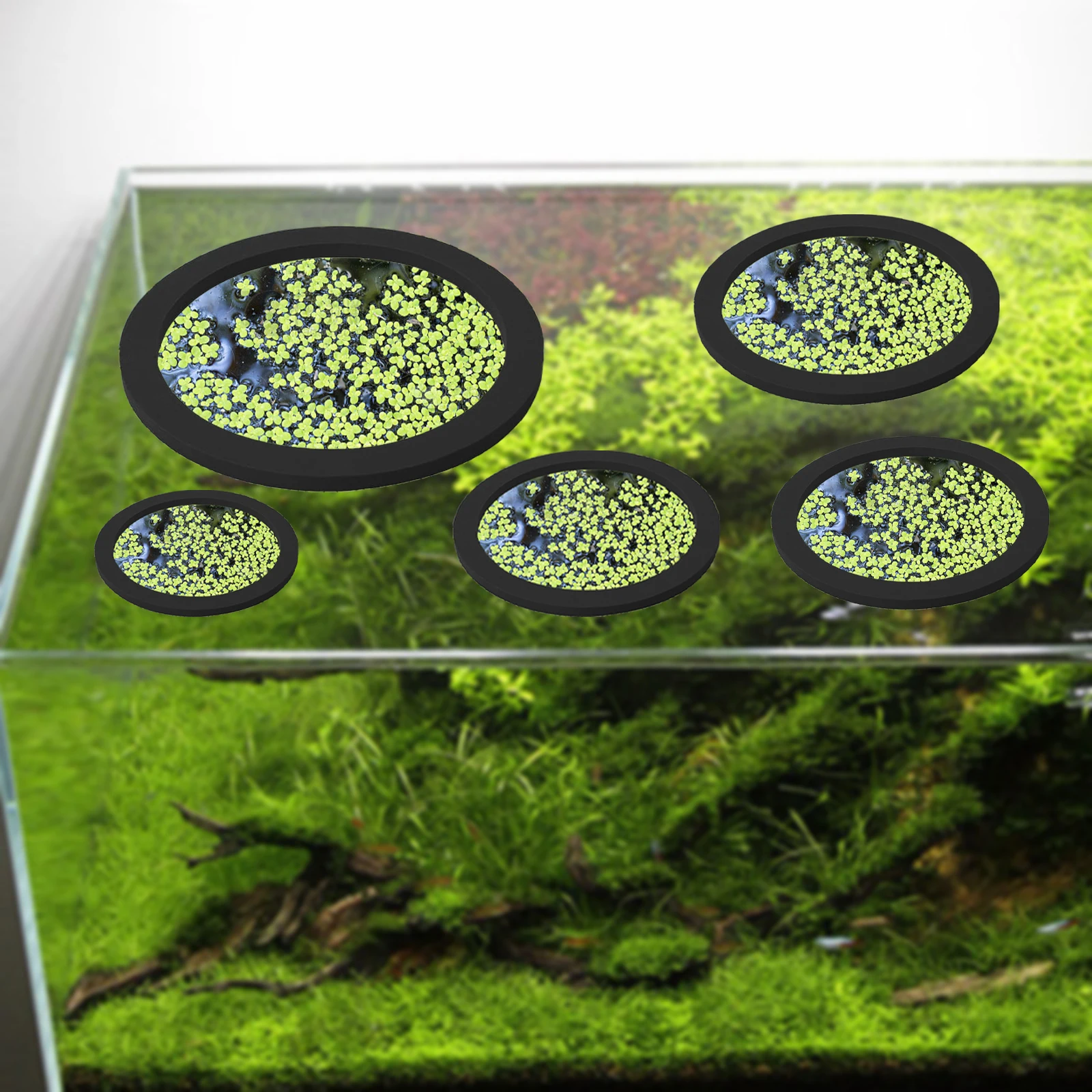 5Pcs EVA Fish Feeding Ring Aqu - Planted Aquarium With Fish 리뷰 및 가격