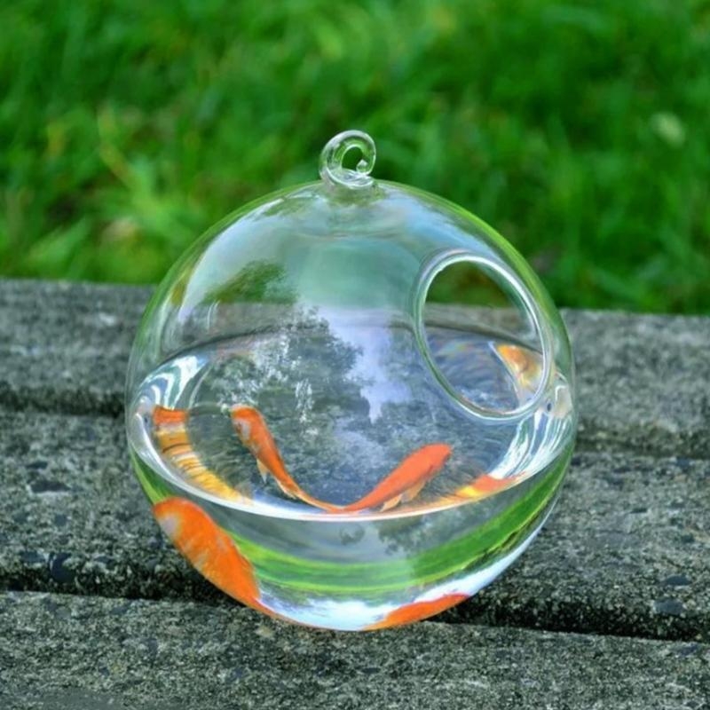 Transparent Spherical Glass Ha - Planted Aquarium With Fish 리뷰 및 가격