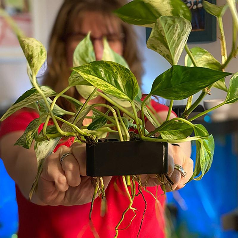 1 2 3Pcs Aquarium Plant Suppor - Aquarium Planted Setup 리뷰 및 가격