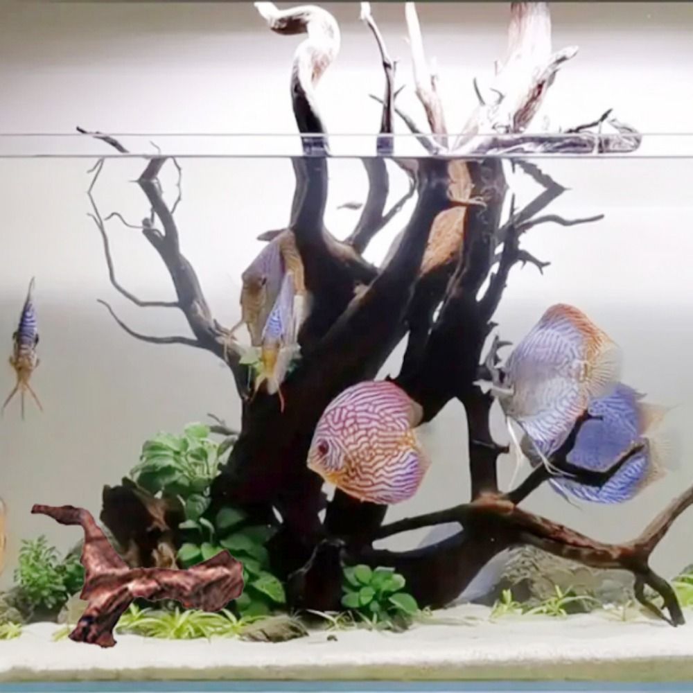 Creative Irregular Shape Coral - Aquarium Planted Soil 리뷰 및 가격