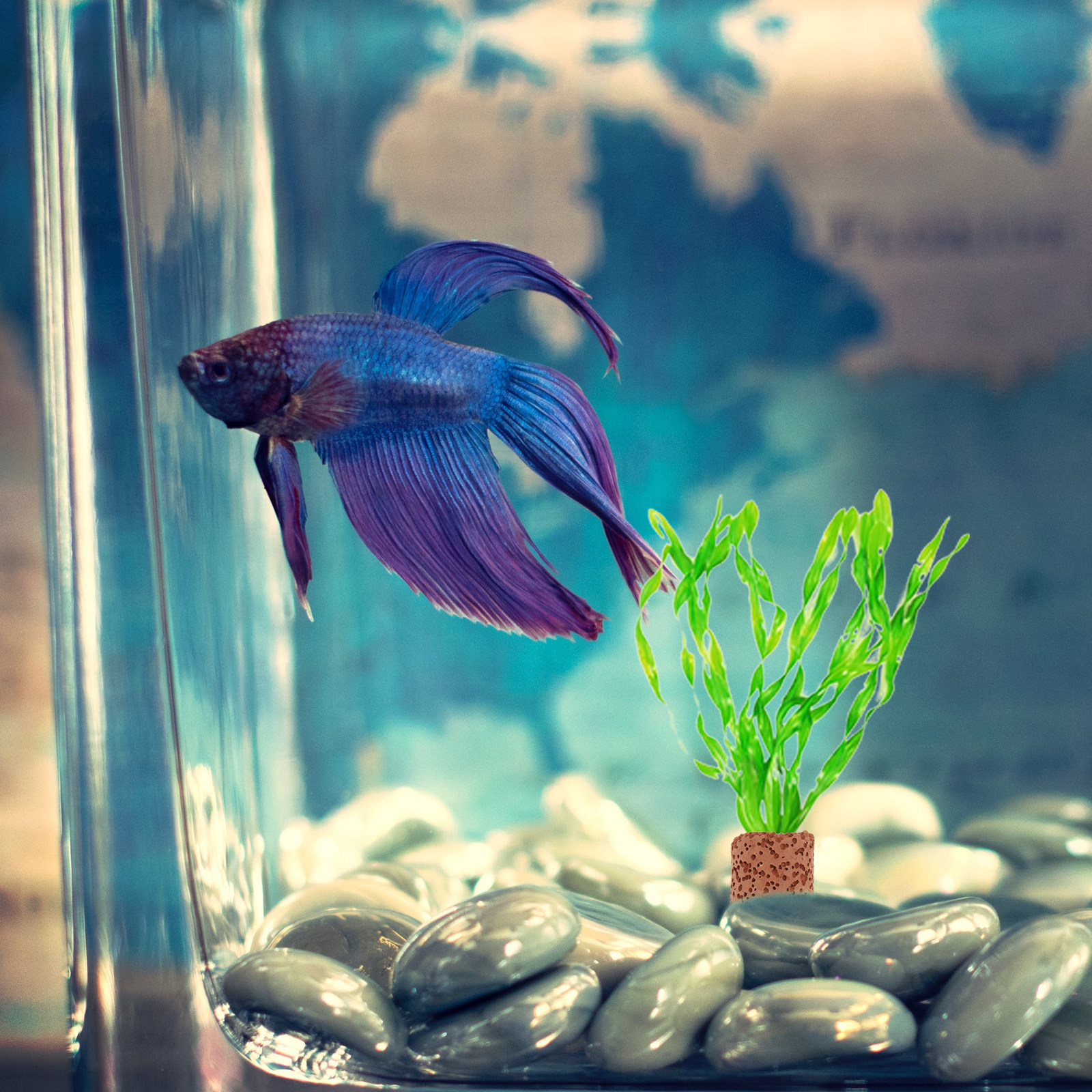 10Pcs Water Plant Fixed Ring S - Planted Aquarium With Fish 리뷰 및 가격