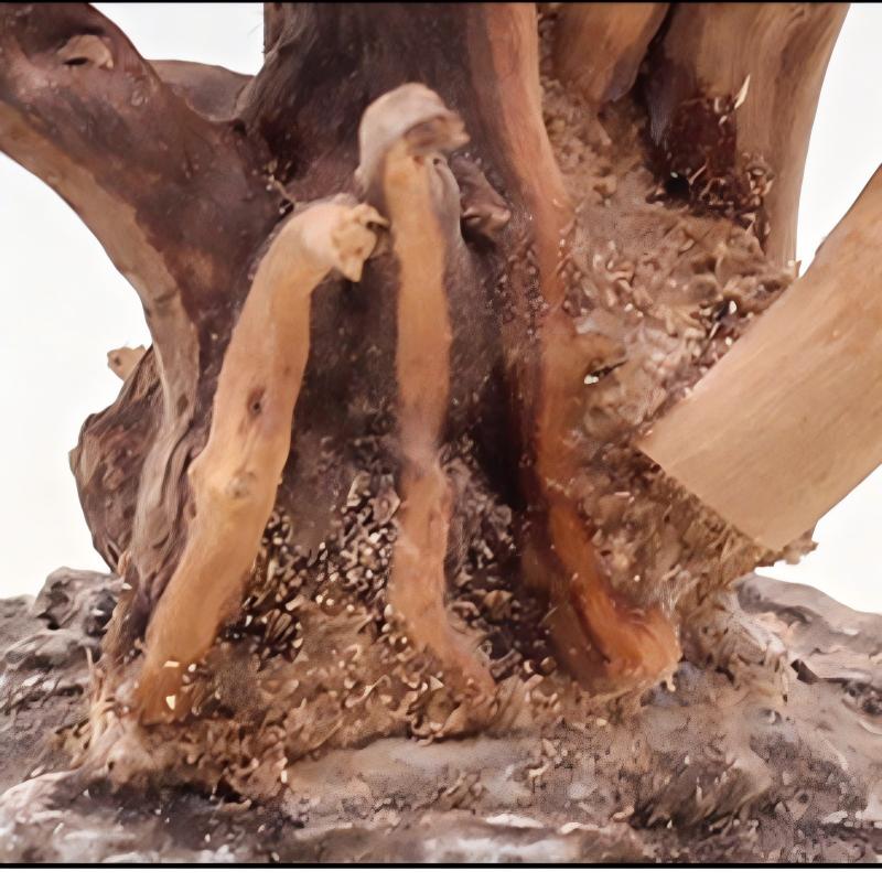1PC Aquarium Landscaping Wood  - Aquarium Planted Soil 리뷰 및 가격