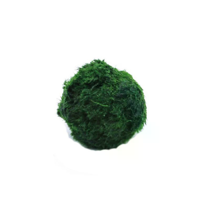 3-4cm Marimo Moss Balls Live A - Aquarium Planted Tank Substrate 리뷰 및 가격