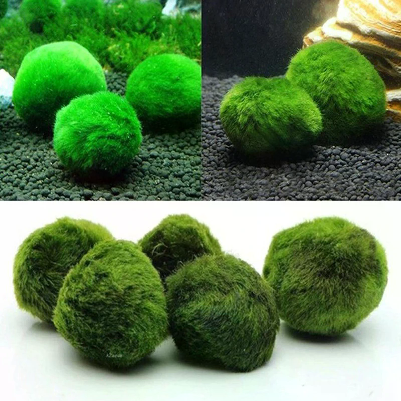 3-4cm Marimo Moss Balls Live A - Aquarium Planted Tank Substrate 리뷰 및 가격