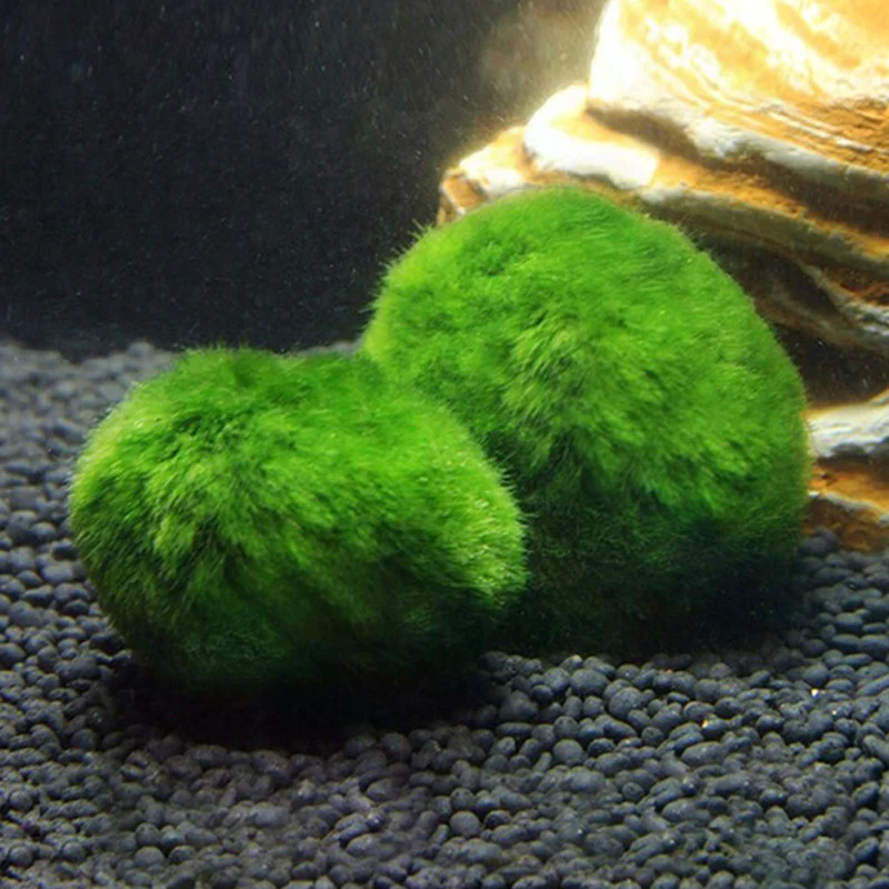 3-4cm Marimo Moss Balls Live A - Aquarium Planted Tank Substrate 리뷰 및 가격