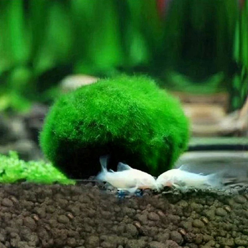 3-4cm Marimo Moss Balls Live A - Aquarium Planted Tank Substrate 리뷰 및 가격