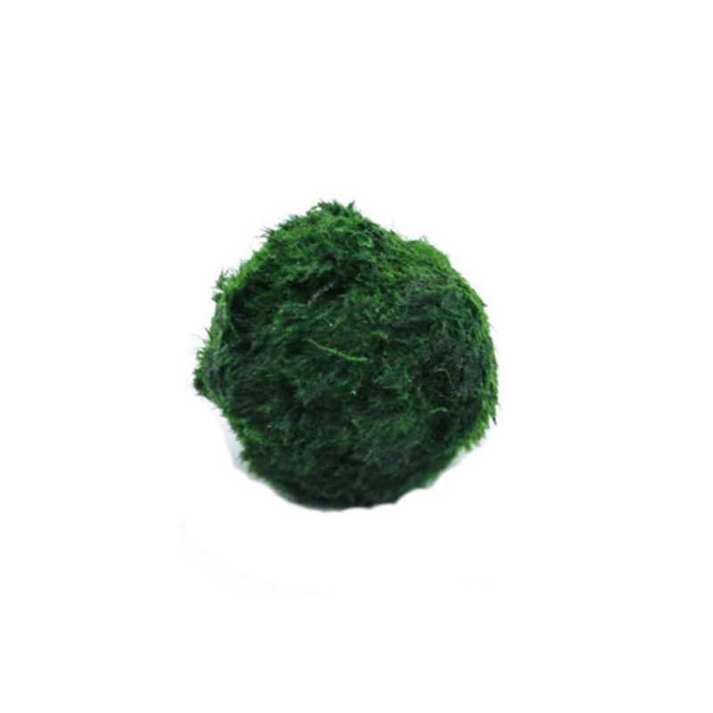 Live Marimo Moss Balls 3-4cm G - Aquarium Planted Tank Substrate 리뷰 및 가격