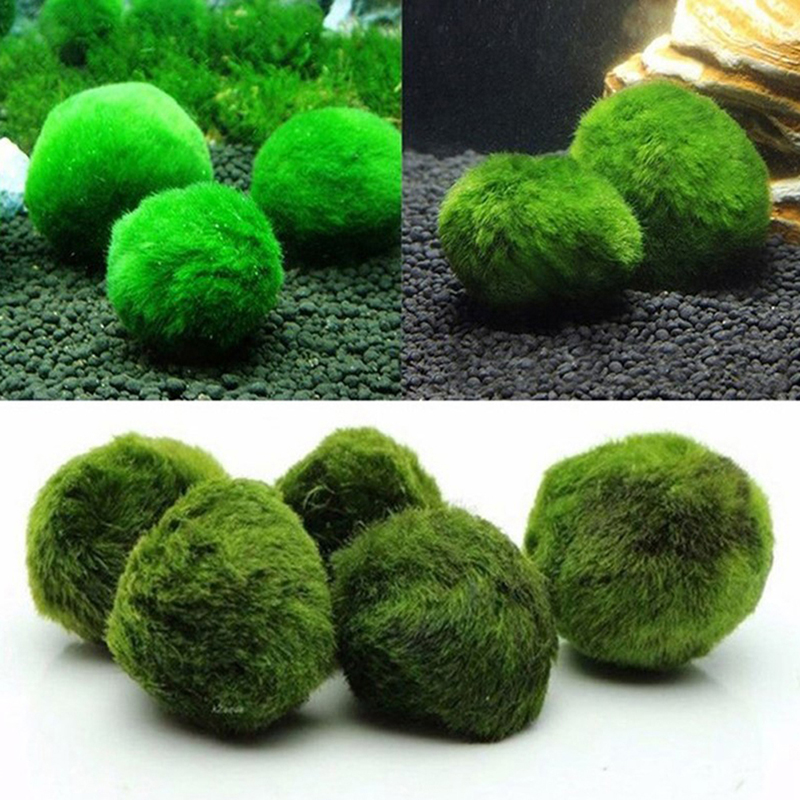Live Marimo Moss Balls 3-4cm G - Aquarium Planted Tank Substrate 리뷰 및 가격