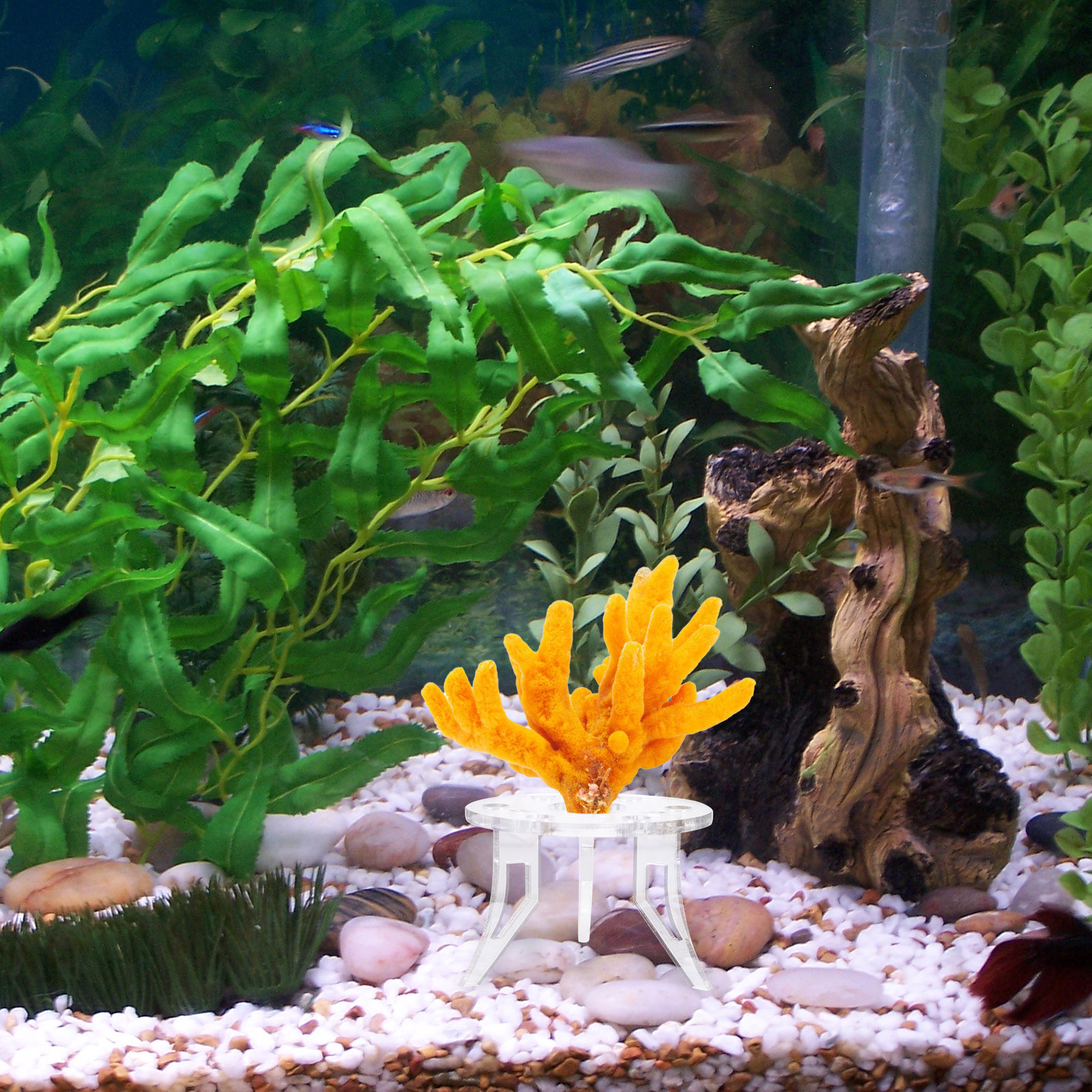 1Pcs Coral Base Stylish Strong - Aquarium Planted Setup 리뷰 및 가격